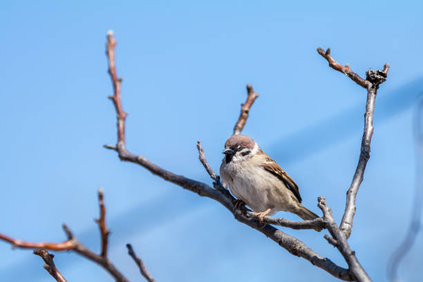 istock Sparrow on the branch. Sunny day. Blue sky. Beautiful early spring day. 938673116