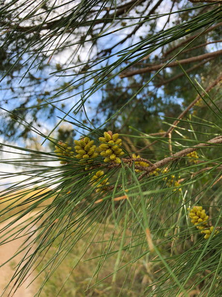 istock Young shoots of pine trees in the forest spring 938673858