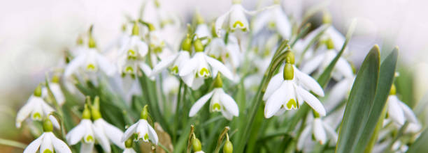 istock Snowdrop flowers and sunshine 938673882