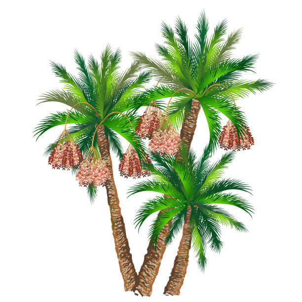 Date palms, vector illustration. Hand drawn vector illustration of date palm trees (Phoenix dactylifera) with fruits on white background. date palm tree stock illustrations