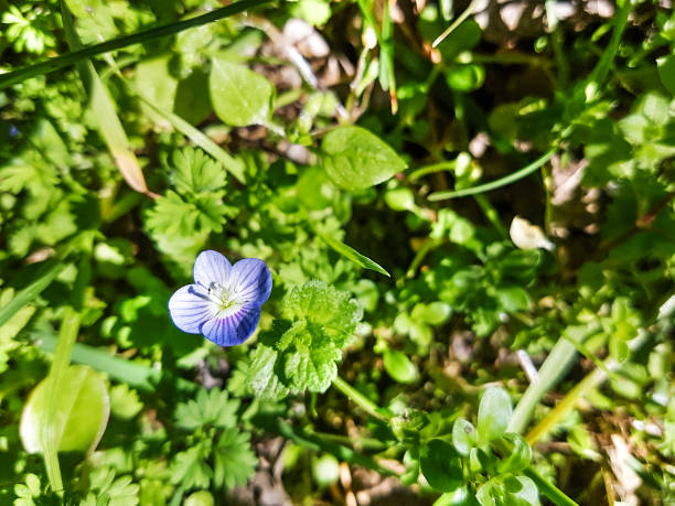 istock Birdeye or persian speedwell 938677870