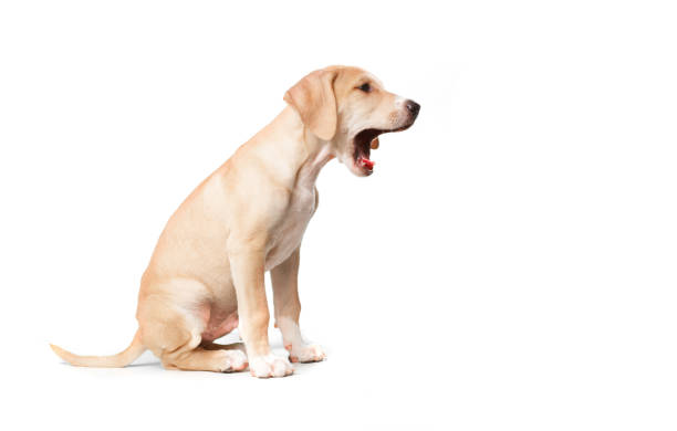 istock Short haired blond dog sitting and yawning 938678054