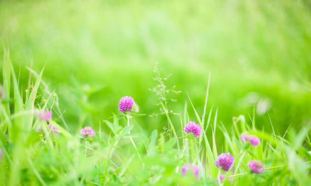 istock Nature Summer Background with clover Flowers 938682538