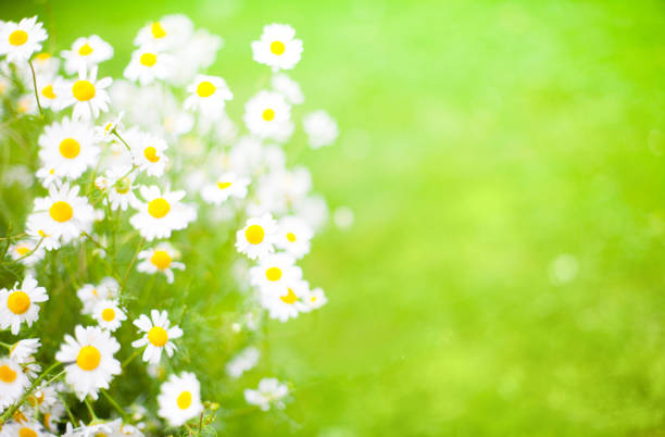 istock Blurred Summer background With Daisies flowers 938682632