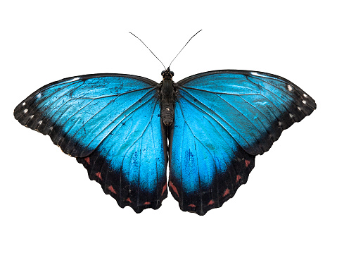 Mariposa morfo azul, Morpho peleides, aislado sobre fondo blanco photo
