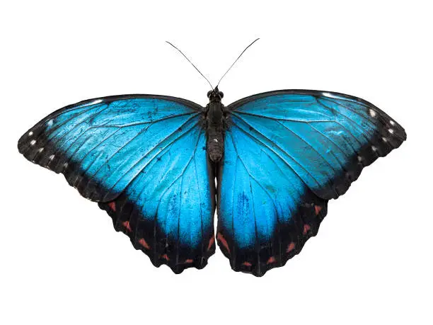Photo of Blue Morpho butterfly, Morpho peleides, isolated on white background