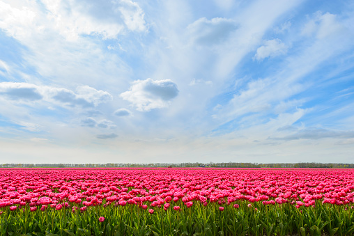 Pink Tulips growing in a field in the Noordoostpolder in the Netherlands during a beautiful spring day.