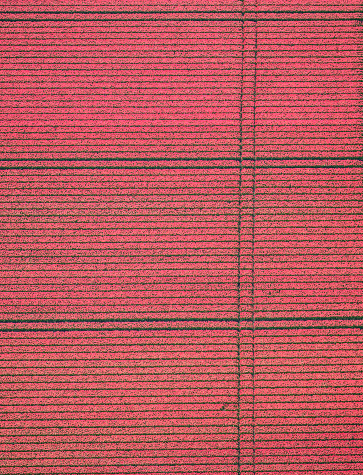 Aerial view of pink tulip flower next to a grass field growing in The Noordoostpolder in Flevoland, The Netherlands. Each year during spring different areas in Holland are colored vividly by growing flower bulbs.