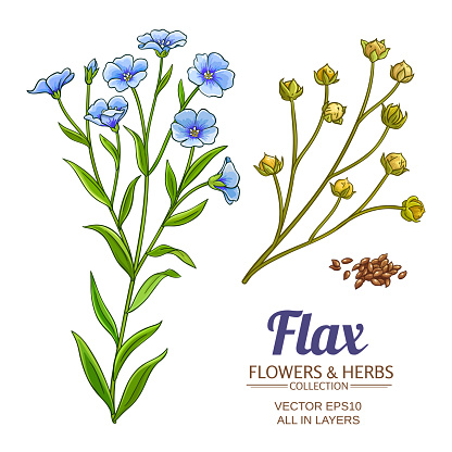 flax plant vector set on white background