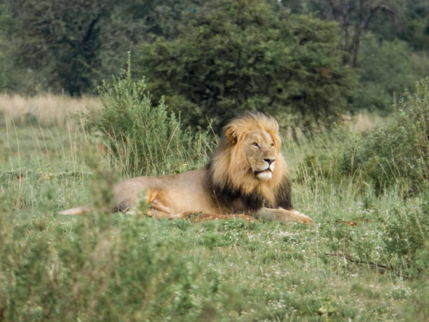 istock Big male lion being lazy 938687520