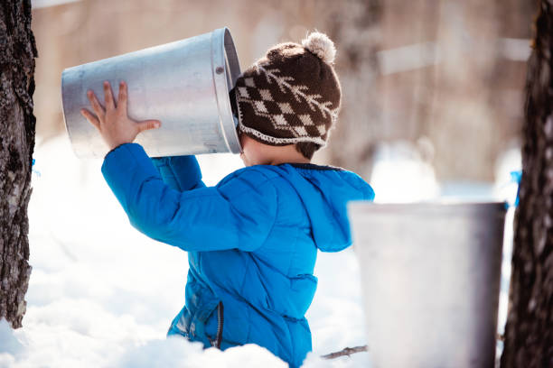 Photo showing little girl holding bucket maple water for demonstration of the Local canadian industry of maple syrup in Quebec Canada. She is wearing snowshoes.
