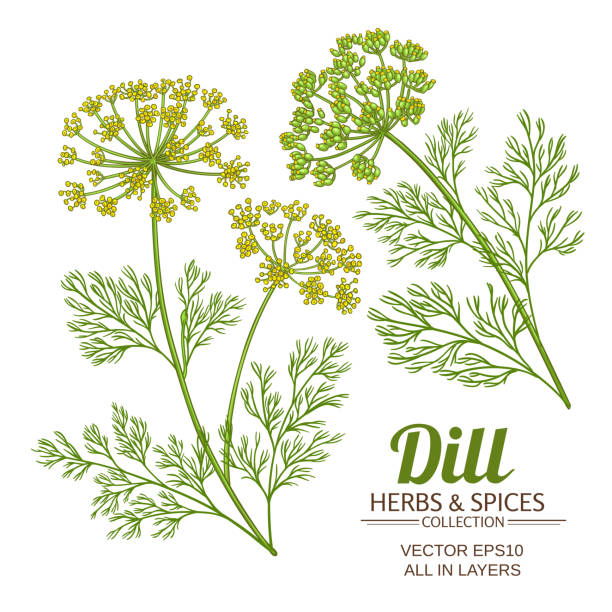 illustrazioni stock, clip art, cartoni animati e icone di tendenza di aneto pianta set vettoriale - fennel dill flower isolated