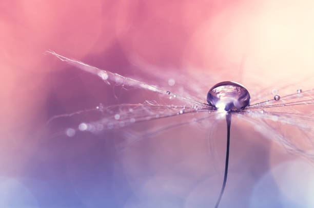 diente de león con agua caída sobre rosa fondo azul con bokeh. macro hermoso del diente de león. - dandelion water flower abstract fotografías e imágenes de stock