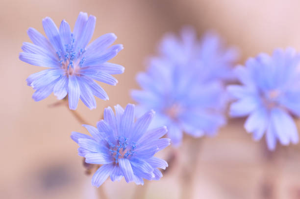 azul flores de achicoria en un fondo suave. desenfoque selectivo - inulin fotografías e imágenes de stock