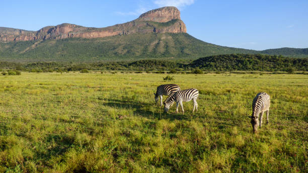 istock A beautiful view with zebras and a mountain range 938691456