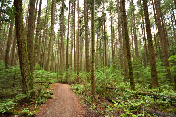 istock Spirit Forest Endowment Lands Vancouver British Columbia Canada 938694834