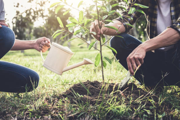 istock Young couple planting the tree while Watering a tree working in the garden as save world concept, nature, environment and ecology 938695766