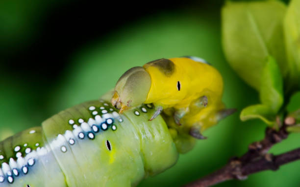 Oleander Hawk Moth Caterpillar. Oleander Hawk Moth Caterpillar climbing on the plant for eatting leaves photo with outdoor flash lighting. oleander hawk moth stock pictures, royalty-free photos & images