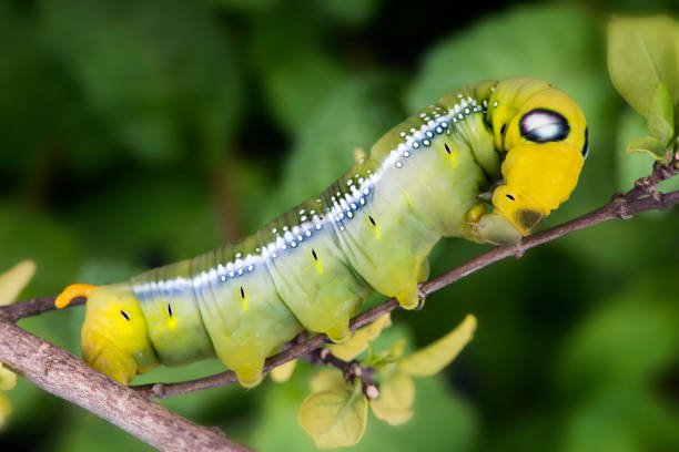 Oleander Hawk Moth Caterpillar. Oleander Hawk Moth Caterpillar climbing on the plant for eatting leaves photo with outdoor flash lighting. oleander hawk moth stock pictures, royalty-free photos & images