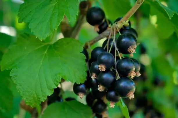 First young black currant on the bushes in the garden.