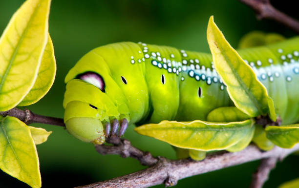 Oleander Hawk Moth Caterpillar. Oleander Hawk Moth Caterpillar climbing on the plant for eatting leaves photo with outdoor flash lighting. oleander hawk moth stock pictures, royalty-free photos & images