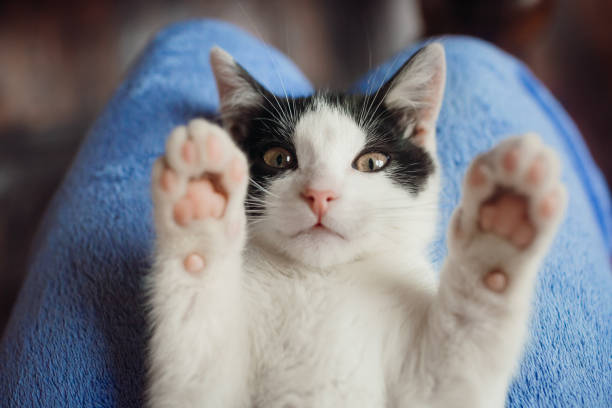 gatto bianco giace sulle ginocchia della donna - felino selvatico foto e immagini stock