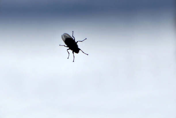 istock Black House Fly Silhouette Close Up Abstract 938702196