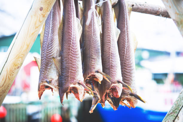 istock Stockfish (cod), process of stockfish cod drying during winter time on Lofoten Islands, Norway, norwegian traditional way of drying fish in cold winter air on wooden drying rack 938702214