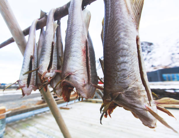 istock Stockfish (cod), process of stockfish cod drying during winter time on Lofoten Islands, Norway, norwegian traditional way of drying fish in cold winter air on wooden drying rack 938702400