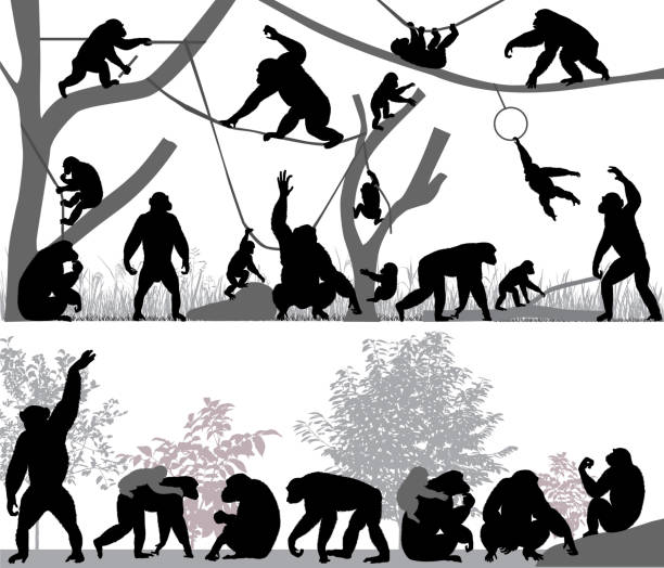 Family of chimpanzee Silhouettes of chimpanzees and its cubs outdoors chimpanzee stock illustrations