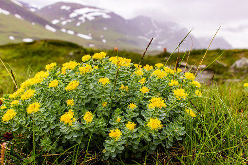 It has been used for thousands of years in certain traditional medicine treatments due to the high concentration of organic compounds, such as phenols, alkaloids, flavonoids, and quinones