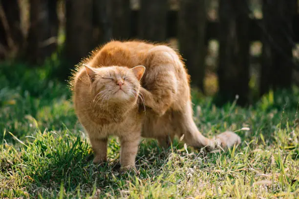 Photo of Cat scratching outdoor. Cute red cat.