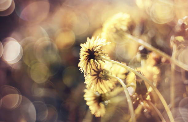istock Flowers of summer weeds - a dandelion. 938708766
