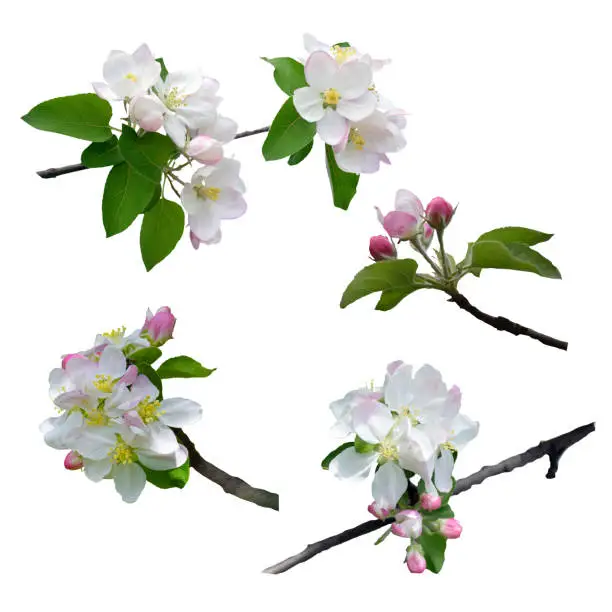 Branch of apple blossoms. The apple tree is in bloom. Close-up. Isolated on white background without shadow. Spring. nature in detail.Set: blossoming apple-tree.