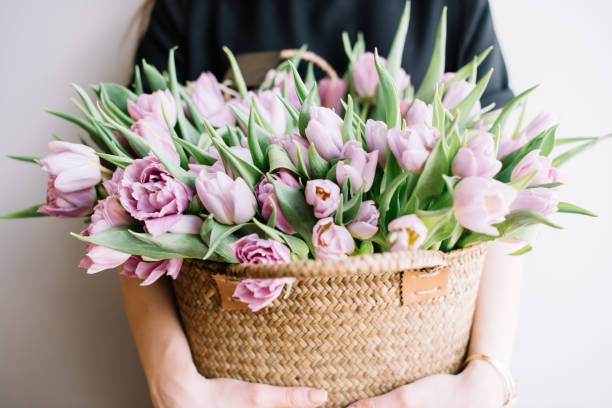 młoda kobieta trzymająca wiklinowy kosz świeżych kwitnących tulipanów - bouquet flower tulip cut flowers zdjęcia i obrazy z banku zdjęć