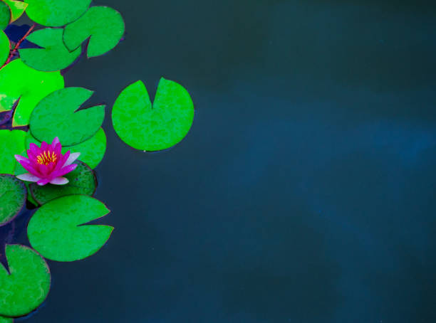 bellissimo fiore di loto - lotus water lily lily water foto e immagini stock
