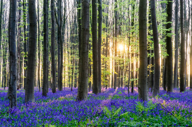 istock Sunrise illuminating bluebells 938713784