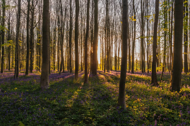 istock Sunrise illuminating bluebells 938714046