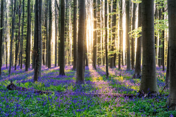 istock Sunrise illuminating bluebells 938716294