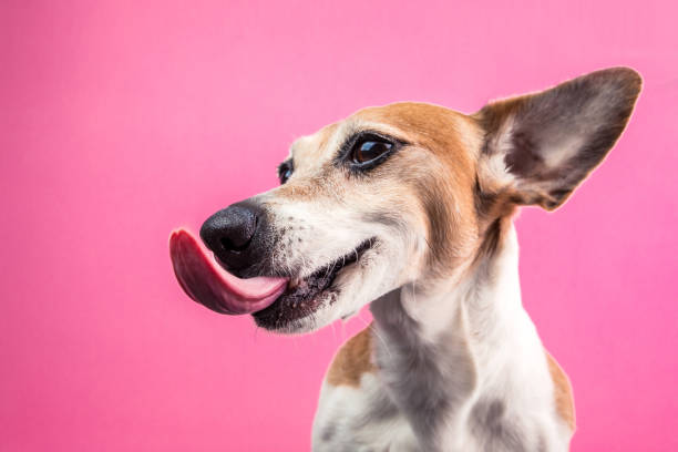 lame perro perfil vista desde el lado. sonriendo satisfecho mascota feliz. jack russell terrier en fondo rosa brillante diversión - dog smiling animal tongue pink fotografías e imágenes de stock