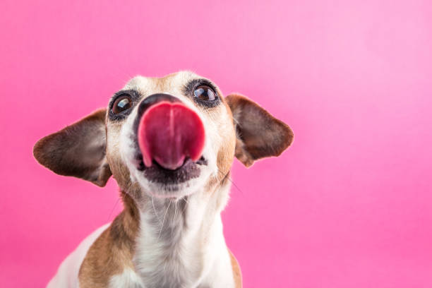 perro bravucón con lengua larga. retrato divertido pe en fondo rosa - dog smiling animal tongue pink fotografías e imágenes de stock