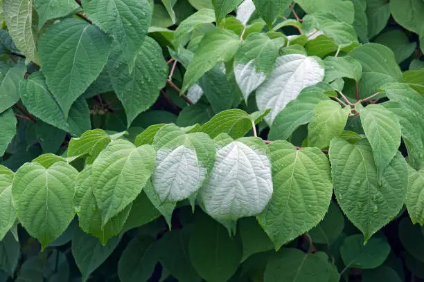 Variegated-leaf hardy kiwi (Actinidia kolomikta). Know also as Variegated kiwi vine, Kolomikta vine and Arctic beauty kiwi.