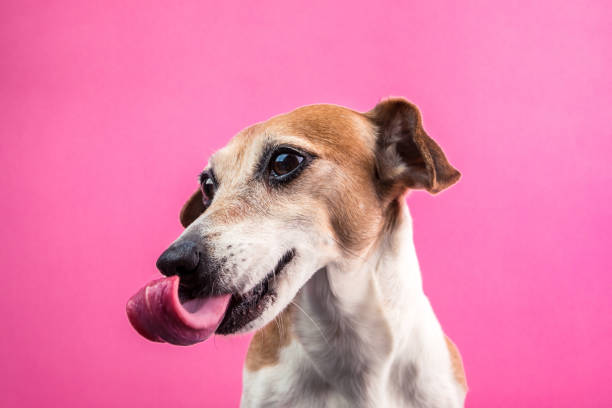 istock Dog with long tongue. Pink background 938716824