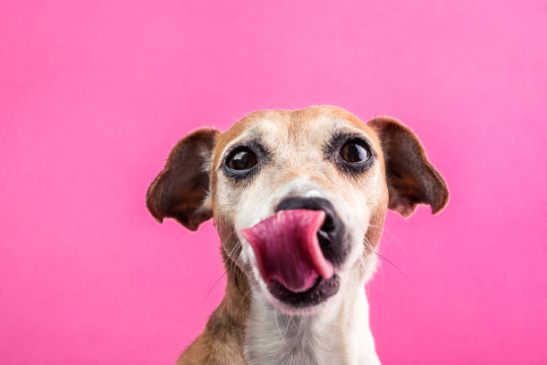 istock Licking dog portrait on pink background. 938716898