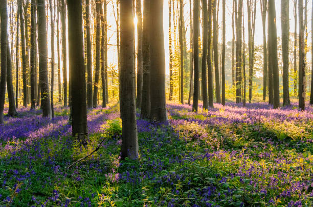 istock Sunrise illuminating bluebells 938717218