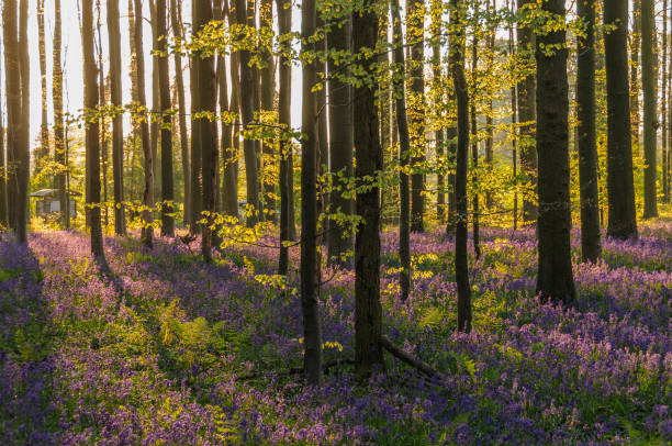 istock Sunrise illuminating bluebells 938718294