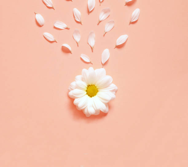 istock Spring or summer background with copy space for text. Chamomiles white flower with yellow heart. Top view. 938718360