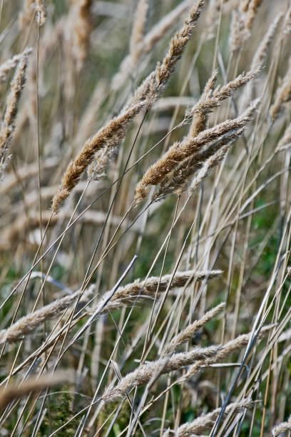 reedgrass. feche a imagem de várias plantas. - reedgrass - fotografias e filmes do acervo