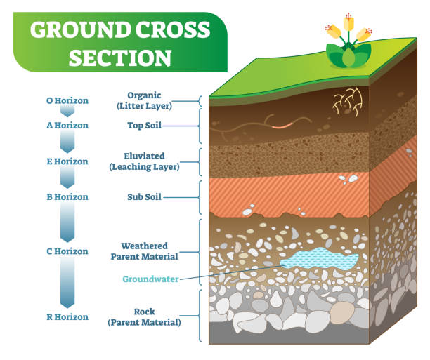 illustrazioni stock, clip art, cartoni animati e icone di tendenza di illustrazione vettoriale della sezione trasversale del suolo con organico, telo superiore, sottosuolo e altri livelli dell'orizzonte. - cross section illustrations