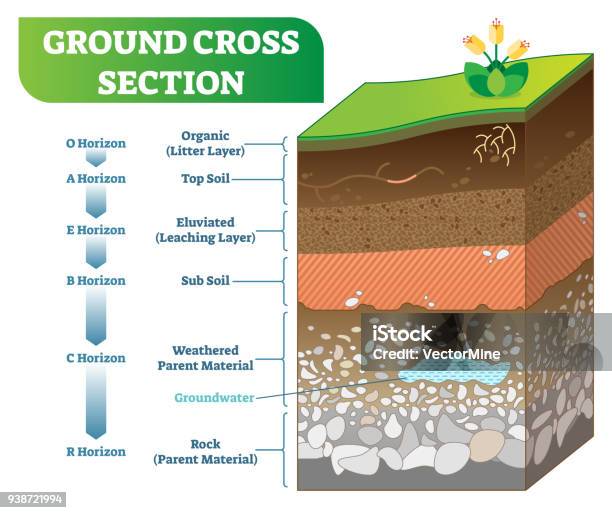 Ground Cross Section Vector Illustration With Organic Topsoil Subsoil And Other Horizon Levels Stock Illustration - Download Image Now